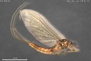  ( - BGE_00585_B01)  @11 [ ] Creative Commons Attribution NonCommercial ShareAlike (2025) (2025) Research Center in Biodiversity and Genetic Resources Research Center in Biodiversity and Genetic Resources