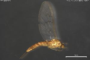  ( - BGE_00585_B02)  @11 [ ] Creative Commons Attribution NonCommercial ShareAlike (2025) (2025) Research Center in Biodiversity and Genetic Resources Research Center in Biodiversity and Genetic Resources