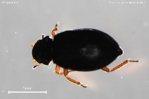  (Ochthebius quadrifoveolatus - BGE_00585_B07)  @11 [ ] Creative Commons Attribution NonCommercial ShareAlike (2025) (2025) Research Center in Biodiversity and Genetic Resources Research Center in Biodiversity and Genetic Resources