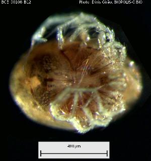  ( - BGE_00108_B12)  @11 [ ] Creative Commons Attribution NonCommercial ShareAlike (2023) (2024) Research Center in Biodiversity and Genetic Resources Research Center in Biodiversity and Genetic Resources