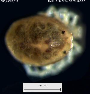  ( - BGE_00108_B12)  @11 [ ] Creative Commons Attribution NonCommercial ShareAlike (2023) (2024) Research Center in Biodiversity and Genetic Resources Research Center in Biodiversity and Genetic Resources