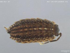  (Proporcellio - BGE_00583_B02)  @11 [ ] Creative Commons Attribution NonCommercial ShareAlike (2023) (2024) Research Center in Biodiversity and Genetic Resources Research Center in Biodiversity and Genetic Resources