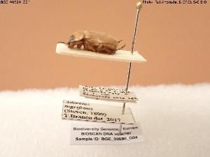  (Adoretus nigrifrons - BGE_00590_G04)  @11 [ ] Creative Commons Attribution NonCommercial ShareAlike (2024) (2024) Research Center in Biodiversity and Genetic Resources Research Center in Biodiversity and Genetic Resources