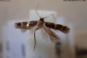  ( - BGE_00581_A12)  @11 [ ] Creative Commons Attribution NonCommercial ShareAlike (2024) (2024) Research Center in Biodiversity and Genetic Resources Research Center in Biodiversity and Genetic Resources