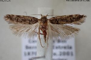  (Teleiopsis lindae - BGE_00581_C03)  @11 [ ] Creative Commons Attribution NonCommercial ShareAlike (2024) (2024) Research Center in Biodiversity and Genetic Resources Research Center in Biodiversity and Genetic Resources