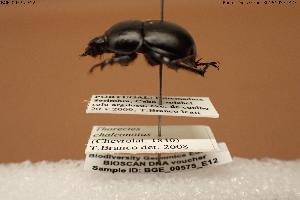  (Jekelius chalconotus - BGE_00575_E12)  @11 [ ] Creative Commons Attribution NonCommercial ShareAlike (2024) (2024) Research Center in Biodiversity and Genetic Resources Research Center in Biodiversity and Genetic Resources