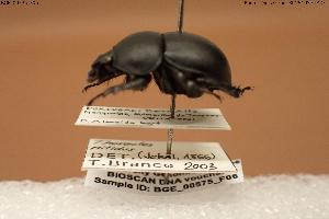  (Jekelius nitidus - BGE_00575_F06)  @11 [ ] Creative Commons Attribution NonCommercial ShareAlike (2024) (2024) Research Center in Biodiversity and Genetic Resources Research Center in Biodiversity and Genetic Resources