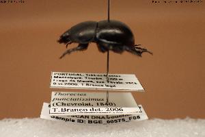  (Silphotrupes - BGE_00575_F08)  @11 [ ] Creative Commons Attribution NonCommercial ShareAlike (2024) (2024) Research Center in Biodiversity and Genetic Resources Research Center in Biodiversity and Genetic Resources