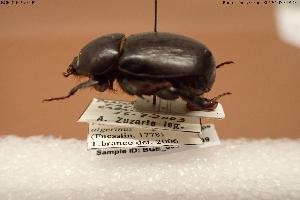  (Pentodon algerinus - BGE_00575_G09)  @11 [ ] Creative Commons Attribution NonCommercial ShareAlike (2024) (2024) Research Center in Biodiversity and Genetic Resources Research Center in Biodiversity and Genetic Resources