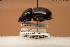  (Geotrupes ibericus - BGE_00575_H11)  @11 [ ] Creative Commons Attribution NonCommercial ShareAlike (2024) (2024) Research Center in Biodiversity and Genetic Resources Research Center in Biodiversity and Genetic Resources