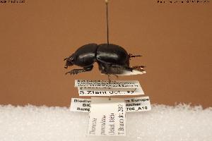  (Jekelius punctulatus - BGE_00706_A10)  @11 [ ] Creative Commons Attribution NonCommercial ShareAlike (2024) (2024) Research Center in Biodiversity and Genetic Resources Research Center in Biodiversity and Genetic Resources