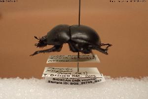  (Jekelius marginatus - BGE_00706_B07)  @11 [ ] Creative Commons Attribution NonCommercial ShareAlike (2024) (2024) Research Center in Biodiversity and Genetic Resources Research Center in Biodiversity and Genetic Resources