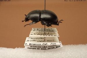  (Jekelius brullei - BGE_00706_B09)  @11 [ ] Creative Commons Attribution NonCommercial ShareAlike (2024) (2024) Research Center in Biodiversity and Genetic Resources Research Center in Biodiversity and Genetic Resources