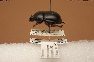  (Jekelius punctatolineatus - BGE_00706_B12)  @11 [ ] Creative Commons Attribution NonCommercial ShareAlike (2024) (2024) Research Center in Biodiversity and Genetic Resources Research Center in Biodiversity and Genetic Resources