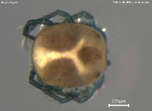  ( - BGE_00712_E11)  @11 [ ] Creative Commons Attribution NonCommercial ShareAlike (2023) (2025) Research Center in Biodiversity and Genetic Resources Research Center in Biodiversity and Genetic Resources