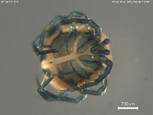  ( - BGE_00712_E11)  @11 [ ] Creative Commons Attribution NonCommercial ShareAlike (2023) (2025) Research Center in Biodiversity and Genetic Resources Research Center in Biodiversity and Genetic Resources