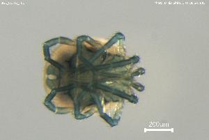  ( - BGE_00712_F01)  @11 [ ] Creative Commons Attribution NonCommercial ShareAlike (2023) (2025) Research Center in Biodiversity and Genetic Resources Research Center in Biodiversity and Genetic Resources