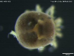  ( - BGE_00584_D03)  @11 [ ] Creative Commons Attribution NonCommercial ShareAlike (2023) (2024) Research Center in Biodiversity and Genetic Resources Research Center in Biodiversity and Genetic Resources