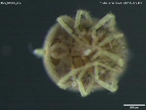  ( - BGE_00584_D03)  @11 [ ] Creative Commons Attribution NonCommercial ShareAlike (2023) (2024) Research Center in Biodiversity and Genetic Resources Research Center in Biodiversity and Genetic Resources