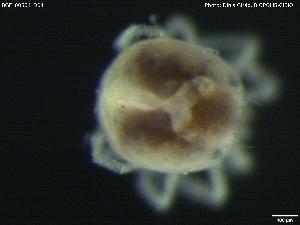  ( - BGE_00584_D04)  @11 [ ] Creative Commons Attribution NonCommercial ShareAlike (2023) (2024) Research Center in Biodiversity and Genetic Resources Research Center in Biodiversity and Genetic Resources