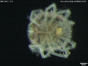  ( - BGE_00584_D04)  @11 [ ] Creative Commons Attribution NonCommercial ShareAlike (2023) (2024) Research Center in Biodiversity and Genetic Resources Research Center in Biodiversity and Genetic Resources