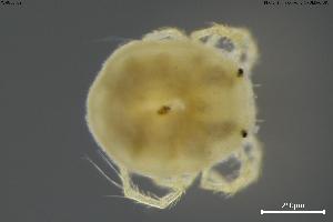  (Pseudohydryphantidae - BGE_00580_E06)  @11 [ ] Creative Commons Attribution NonCommercial ShareAlike (2023) (2024) Research Center in Biodiversity and Genetic Resources Research Center in Biodiversity and Genetic Resources