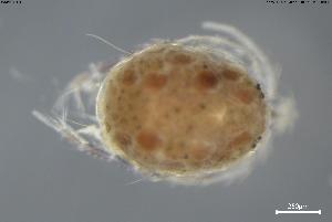  ( - BGE_00580_H01)  @11 [ ] Creative Commons Attribution NonCommercial ShareAlike (2023) (2024) Research Center in Biodiversity and Genetic Resources Research Center in Biodiversity and Genetic Resources