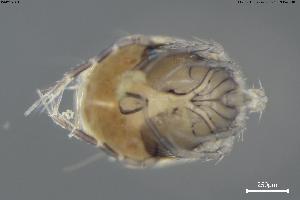  ( - BGE_00580_H01)  @11 [ ] Creative Commons Attribution NonCommercial ShareAlike (2023) (2024) Research Center in Biodiversity and Genetic Resources Research Center in Biodiversity and Genetic Resources