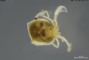  (Atractides latipes - BGE_00580_H09)  @11 [ ] Creative Commons Attribution NonCommercial ShareAlike (2023) (2024) Research Center in Biodiversity and Genetic Resources Research Center in Biodiversity and Genetic Resources
