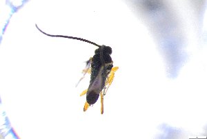  ( - 24BBHS01-B2)  @11 [ ] CreativeCommons - Attribution (2025) The University of Adelaide The University of Adelaide