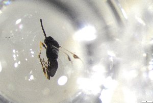  (Apanteles ippeus - 24BBHS11-H2)  @11 [ ] CreativeCommons - Attribution (2025) The University of Adelaide The University of Adelaide