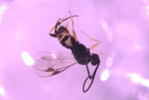  ( - 24BBHS15-H2)  @11 [ ] CreativeCommons - Attribution (2025) The University of Adelaide The University of Adelaide