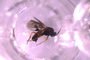  ( - 24BBHS16-C11)  @11 [ ] CreativeCommons - Attribution (2025) The University of Adelaide The University of Adelaide