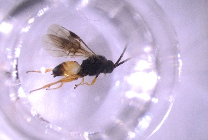  ( - 24BBHS16-C12)  @11 [ ] CreativeCommons - Attribution (2025) The University of Adelaide The University of Adelaide