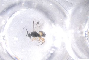  ( - 24BBHS21-E6)  @11 [ ] CreativeCommons - Attribution (2025) The University of Adelaide The University of Adelaide