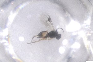  ( - 24BBHS21-F4)  @11 [ ] CreativeCommons - Attribution (2025) The University of Adelaide The University of Adelaide