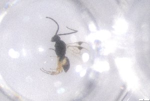  ( - 24BBHS21-F5)  @11 [ ] CreativeCommons - Attribution (2025) The University of Adelaide The University of Adelaide