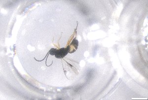  ( - 24BBHS21-F9)  @11 [ ] CreativeCommons - Attribution (2025) The University of Adelaide The University of Adelaide