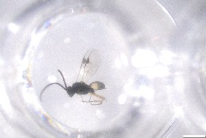  ( - 24BBHS21-G5)  @11 [ ] CreativeCommons - Attribution (2025) The University of Adelaide The University of Adelaide