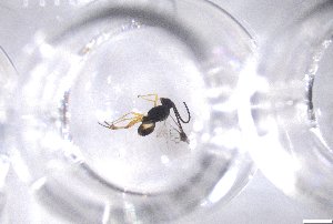  ( - 24BBHS21-H11)  @11 [ ] CreativeCommons - Attribution (2025) The University of Adelaide The University of Adelaide