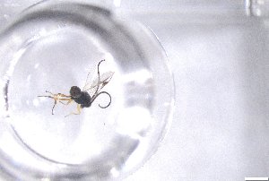  ( - 24BBHS21-H12)  @11 [ ] CreativeCommons - Attribution (2025) The University of Adelaide The University of Adelaide