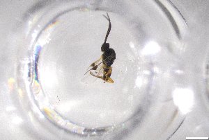  ( - 24BBHS22-E10)  @11 [ ] CreativeCommons - Attribution (2025) The University of Adelaide The University of Adelaide