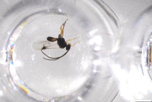  ( - 24BBHS22-E11)  @11 [ ] CreativeCommons - Attribution (2025) The University of Adelaide The University of Adelaide