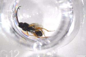  ( - 24BBHS22-F12)  @11 [ ] CreativeCommons - Attribution (2025) The University of Adelaide The University of Adelaide