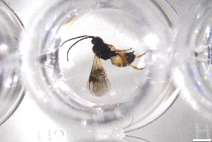  ( - 24BBHS22-G2)  @11 [ ] CreativeCommons - Attribution (2025) The University of Adelaide The University of Adelaide