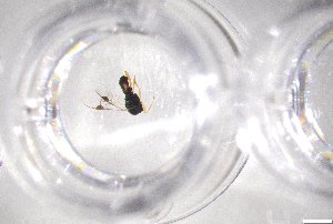  (Glyptapanteles kittelae - 24BBHS22-G3)  @11 [ ] CreativeCommons - Attribution (2025) The University of Adelaide The University of Adelaide