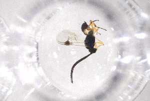  ( - 24BBHS23-C9)  @11 [ ] CreativeCommons - Attribution (2025) The University of Adelaide The University of Adelaide