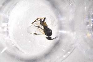  ( - 24BBHS23-D3)  @11 [ ] CreativeCommons - Attribution (2025) The University of Adelaide The University of Adelaide