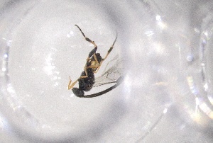  (Glyptapanteles kingae - 24BBHS23-D6)  @11 [ ] CreativeCommons - Attribution (2025) The University of Adelaide The University of Adelaide