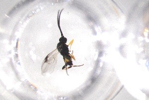  ( - 24BBHS23-E11)  @11 [ ] CreativeCommons - Attribution (2025) The University of Adelaide The University of Adelaide